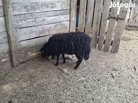 Owca, Racka sheep — zdjęcie 3