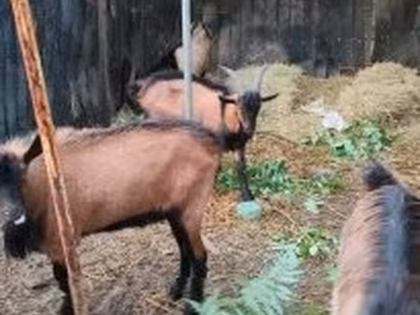 Billy Goat, Goats — Hungary