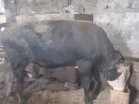 Бух, Russian Black pied cattle — 5 зураг