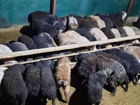 قوچ, گوسفند — عکس 5