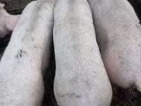 মাদি শূকর — ছবি 2