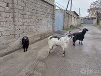 بز ماده, بز — عکس 2