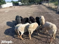 Baran, Owce — zdjęcie 2