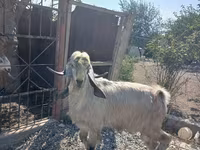 แพะตัวผู้, Damask goat — รูปภาพ 1