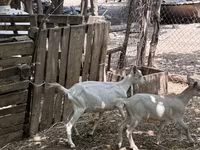 Koza, Saanen goat — fotografija 1