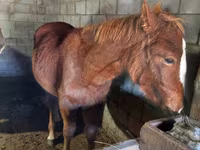 Caballo, Vladimir heavy draft — foto 4