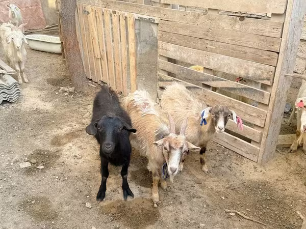بز ماده, بز