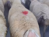 Kambing jantan, Sheep — foto 2