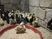 Chickens — 3. fotó