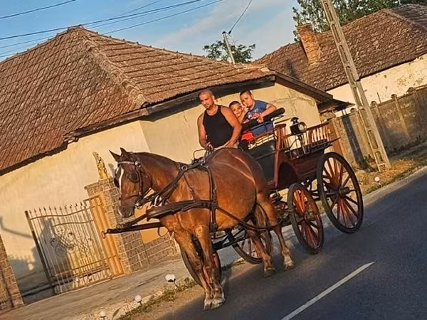 母马, Horses