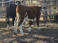 Toro, Mucca kazaka a testa bianca — foto 2