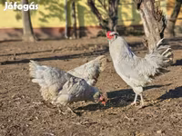 Araucana — Foto 3