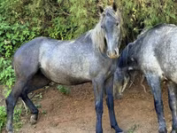 Égua, Thoroughbred horse — foto 2