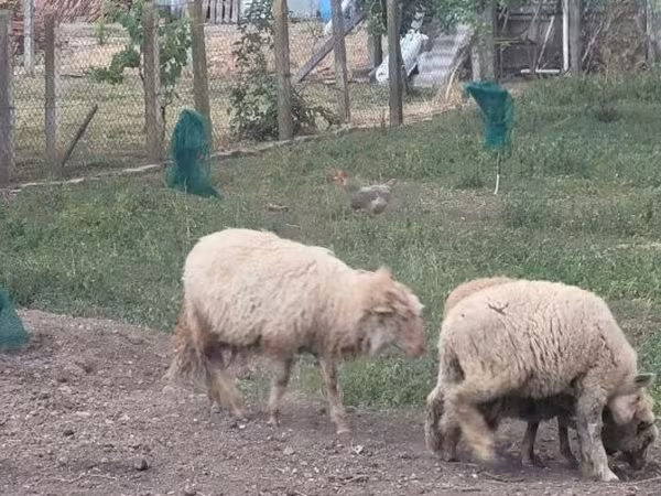 Ram, Sheep — Hungary