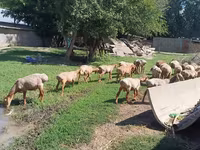 Ovca, Rhon sheep — fotografija 2