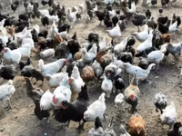 Turkeys — புகைப்படம் 3
