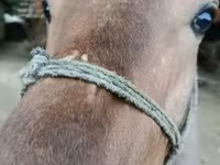 Hengst, Pferde — Foto 1