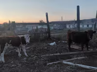 Krowa, Bydło — zdjęcie 2