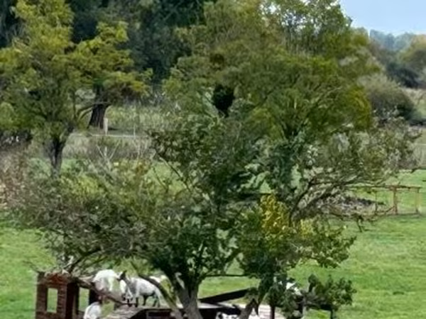 بز ماده, Dutch Landrace goats