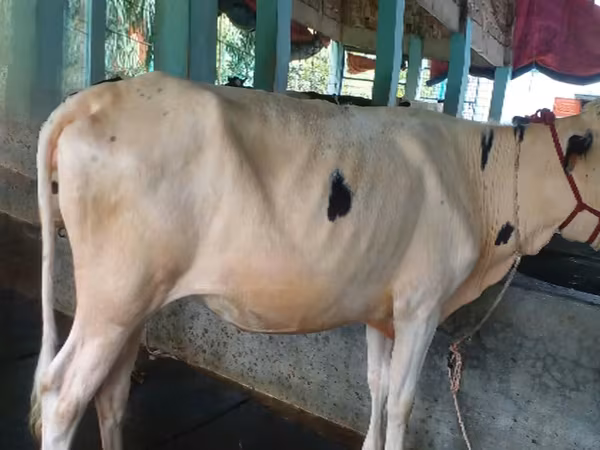 Bò cái, Bò nước — Bangladesh