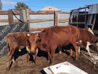 Krava, Latvian Blue cattle — foto 2