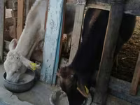 Бух, Swiss cattle — 2 зураг