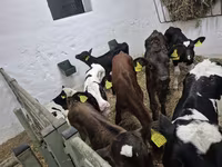 Ταύρος, Russian Black pied cattle — φωτογραφία 2