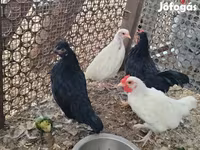 Chickens — picha 1