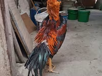 Chickens — լուսանկար 6