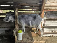 Koza, Alpine goat — foto 7