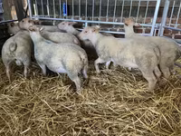 میش, Charollais sheep — عکس 1