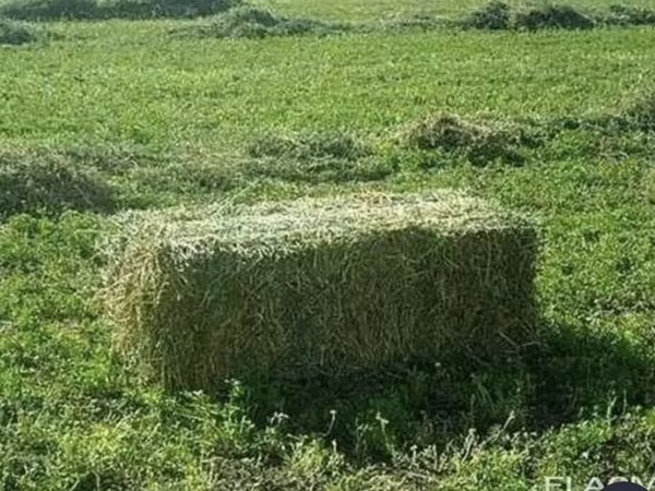 Срочно 250 сом Беде, Клевеп
Сено в тюках