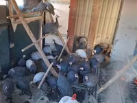 Guinea fowl — ছবি 3