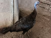 Turkeys — zdjęcie 2