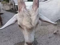 Echki, Saanen goat — 5-rasm