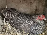 Chickens — عکس 5