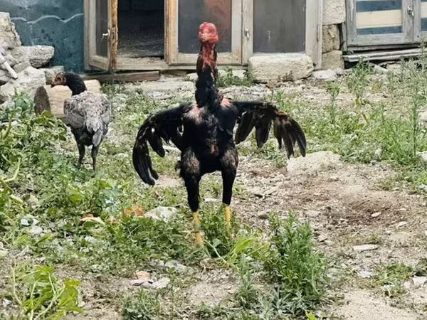 Chickens