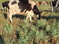 Lo’, Holstein breed — sawirka 2