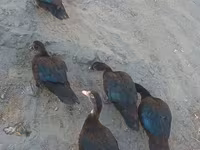 Ducks — عکس 2