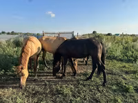 Kuda jantan, Bashkir horse — foto 4