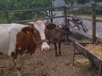 Vacă, Swiss cattle — foto 1