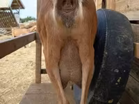 Koza, Alpine goat — foto 4