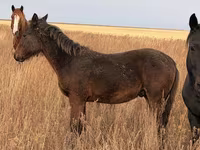Kůň, Koně — foto 1
