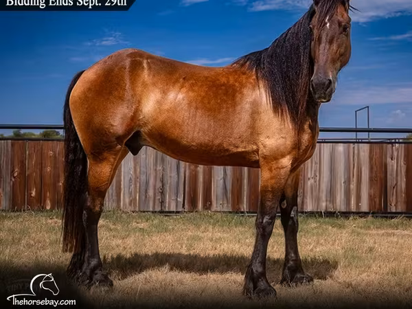اسب نر, Friesian