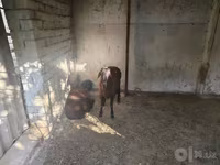 Baran, Owce — zdjęcie 1