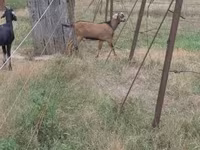 بز نر, Nubian Goat — عکس 2