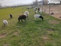 แกะตัวผู้, Dorper sheep — รูปภาพ 4