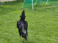 Chickens — Foto 2