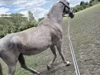 Égua, Lipizzaner — foto 2