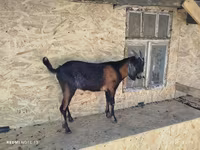 숫염소, Nubian Goat — 사진 3